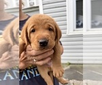 Small Photo #2 Labrador Retriever Puppy For Sale in HERRICK CENTER, PA, USA
