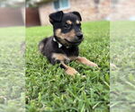 Small #2 German Shepherd Dog Mix