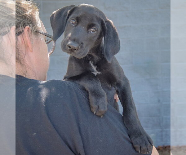 Medium Photo #5 Mutt Puppy For Sale in Huntley, IL, USA