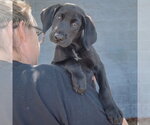 Small #4 Mutt