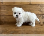 Small Photo #4 Maltese Puppy For Sale in LITHIA, FL, USA