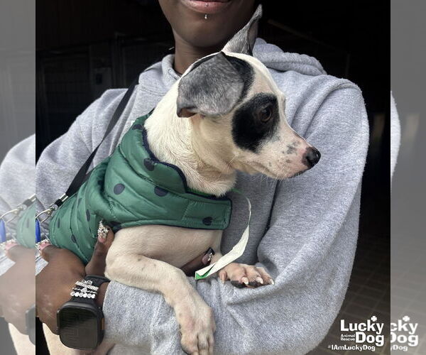 Medium Photo #3 Chihuahua-Unknown Mix Puppy For Sale in Washington, DC, USA