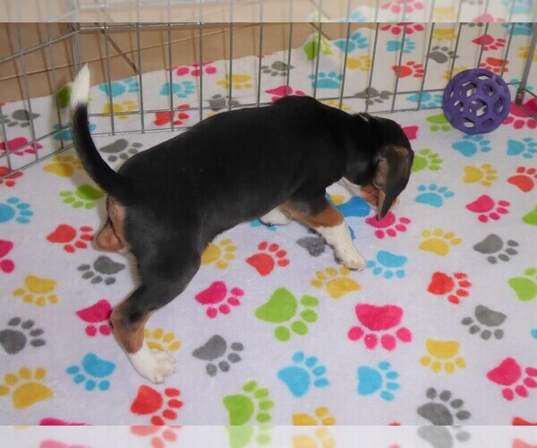 Medium Photo #4 Beagle Puppy For Sale in ORO VALLEY, AZ, USA