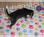 Small Photo #4 Beagle Puppy For Sale in ORO VALLEY, AZ, USA