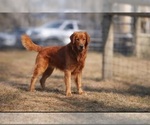 Small Photo #1 Golden Retriever Puppy For Sale in SALISBURY, NC, USA
