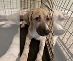 Small #1 Labrador Retriever Mix