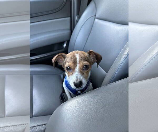 Medium Photo #2 Chihuahua-Unknown Mix Puppy For Sale in Plainfield, IL, USA