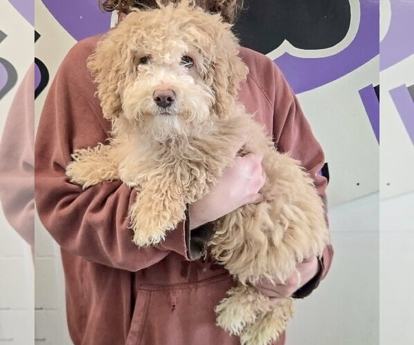 Medium Photo #2 Bernese Mountain Dog-Unknown Mix Puppy For Sale in Huntley, IL, USA