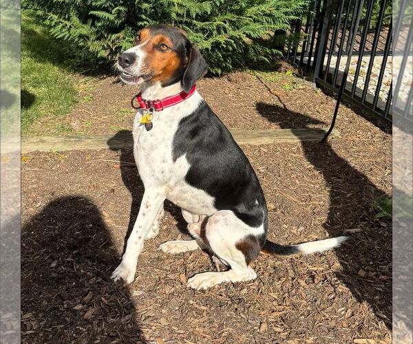 Medium Photo #3 Mutt Puppy For Sale in Oakhurst, NJ, USA