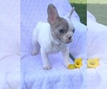 Small Photo #6 French Bulldog Puppy For Sale in ROCK STREAM, NY, USA