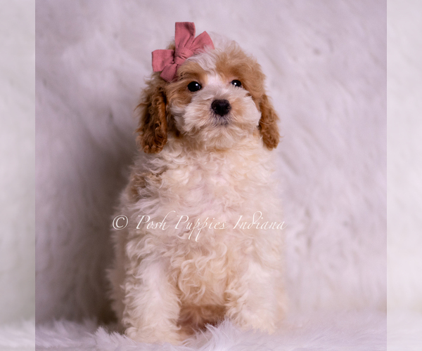 Medium Photo #35 Goldendoodle (Miniature) Puppy For Sale in WARSAW, IN, USA