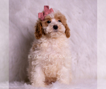Small #2 Goldendoodle (Miniature)