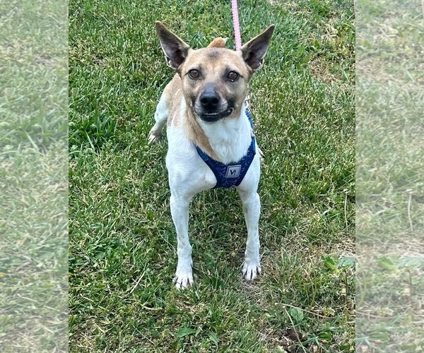 Medium Photo #1 Jack-Rat Terrier Puppy For Sale in Westwood, NJ, USA