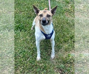 Jack-Rat Terrier Dogs for adoption in Westwood, NJ, USA