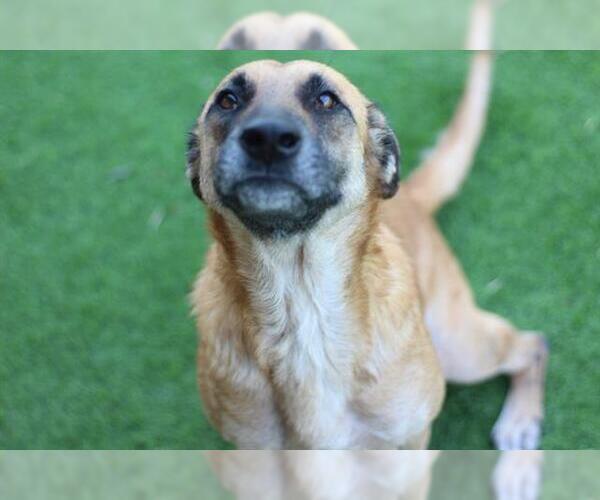 Medium Photo #2 German Shepherd Dog-Unknown Mix Puppy For Sale in Grand Prairie, TX, USA