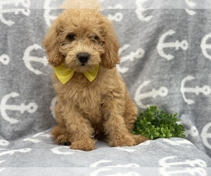Double Doodle Puppy for sale in CEDAR LANE, PA, USA