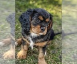Small #6 Cavalier King Charles Spaniel