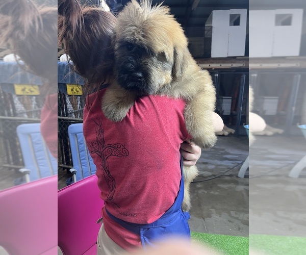 Medium Photo #6 Bouvier Des Flandres Puppy For Sale in LOUISVILLE, KY, USA