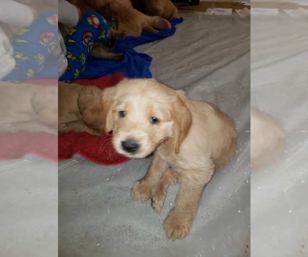 Medium Photo #44 Labradoodle Puppy For Sale in WASHOUGAL, WA, USA