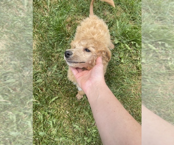 Medium Photo #3 Poodle (Standard) Puppy For Sale in FRANKLINVILLE, NY, USA