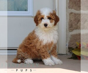 Goldendoodle (Miniature) Puppy for sale in GORDONVILLE, PA, USA
