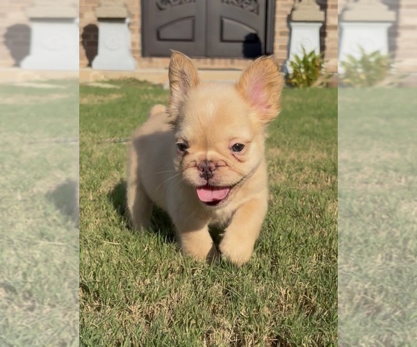 Medium Photo #3 French Bulldog Puppy For Sale in SNELLVILLE, GA, USA