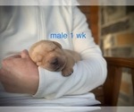 Small Photo #6 Labrador Retriever Puppy For Sale in EDGEWOOD, TX, USA