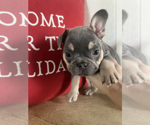 French Bulldog Puppy for Sale in LAKE ELSINORE, California USA