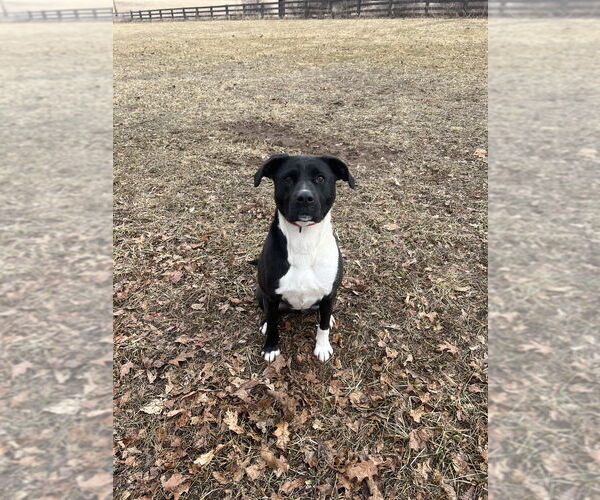 Medium Photo #13 American Staffordshire Terrier-Labrador Retriever Mix Puppy For Sale in Benton, PA, USA