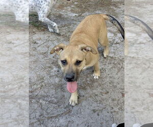 Medium American Staffordshire Terrier-Labrador Retriever Mix