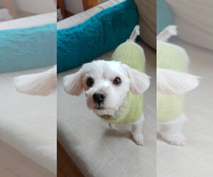 Malchi Dogs for adoption in Bellevue, WA, USA