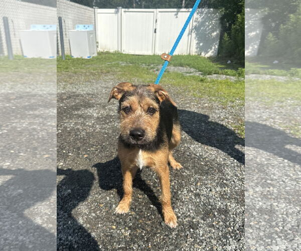 Medium Photo #2 Mutt Puppy For Sale in Rockaway, NJ, USA