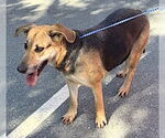 Small #3 German Shepherd Dog Mix