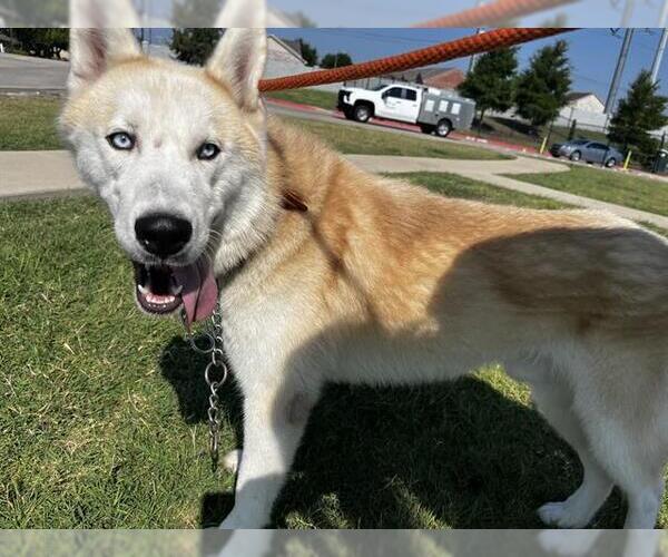 Medium Photo #1 Siberian Husky-Unknown Mix Puppy For Sale in Grand Prairie, TX, USA
