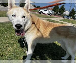 Siberian Husky-Unknown Mix Dogs for adoption in Grand Prairie, TX, USA