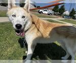 Small Siberian Husky Mix