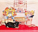 Small #6 Chihuahua