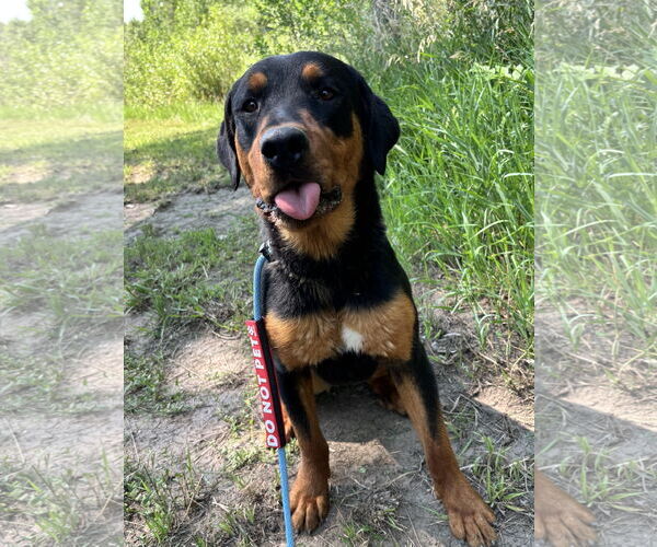Medium Photo #5 Rottweiler-Unknown Mix Puppy For Sale in Las Vegas, NM, USA