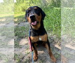 Small #4 Rottweiler Mix