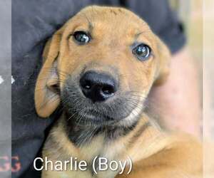 Retriever -Unknown Mix Dogs for adoption in Aurora, IN, USA
