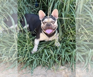 French Bulldog Dog for Adoption in SACRAMENTO, California USA