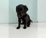Small #2 Aussiedoodle-Labradoodle Mix