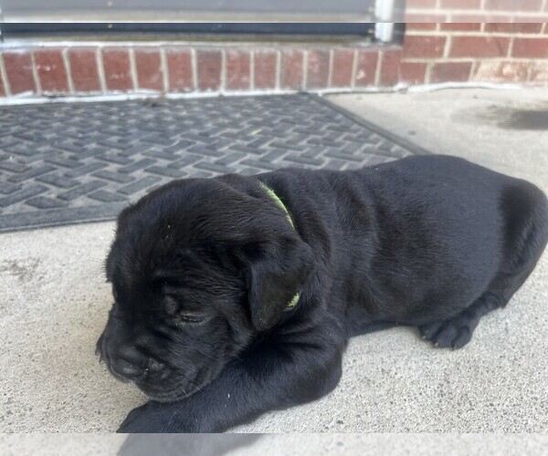 Medium Photo #3 Cane Corso Puppy For Sale in DELAWARE, OH, USA