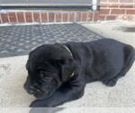 Small #2 Cane Corso