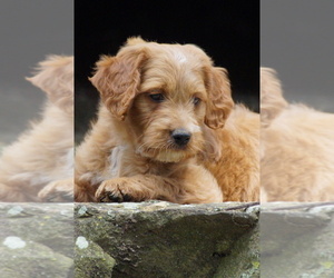 Goldendoodle (Miniature) Puppy for sale in MILLERSBURG, OH, USA