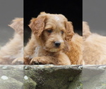 Small Goldendoodle (Miniature)