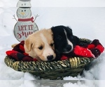 Small Photo #3 English Shepherd-Labrador Retriever Mix Puppy For Sale in FORT COLLINS, CO, USA
