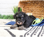 Small #11 Schnauzer (Miniature)