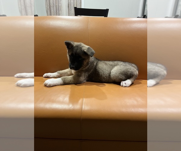 Medium Photo #2 Akita Puppy For Sale in SOMERSET, NJ, USA