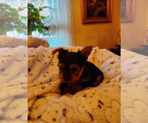 Yorkshire Terrier Puppy for sale in LE ROY, KS, USA